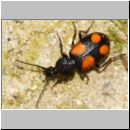 Panagaeus cruxmajor - Grosser Scheukaefer 8mm 01b OS-Hollage-Lehmkuhle.jpg